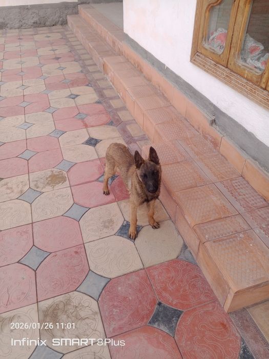 Apcharka it sotiladi
