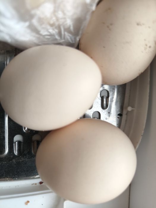Продам домашние яйца