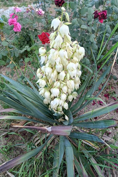 Юкка садовая, цена 3000 тг