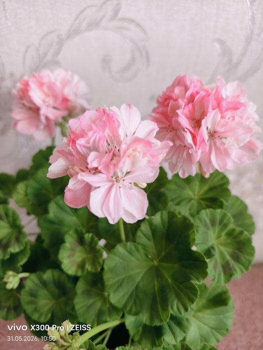 Герань ,,Роза из Амстердама,,