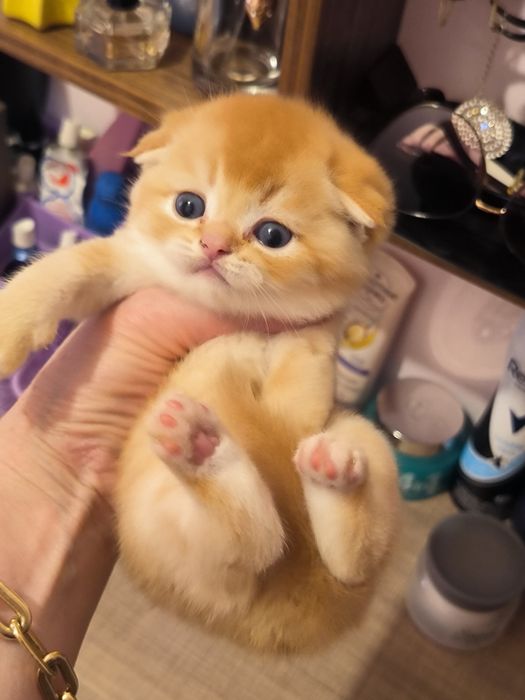 Котята чистокровные мимишки