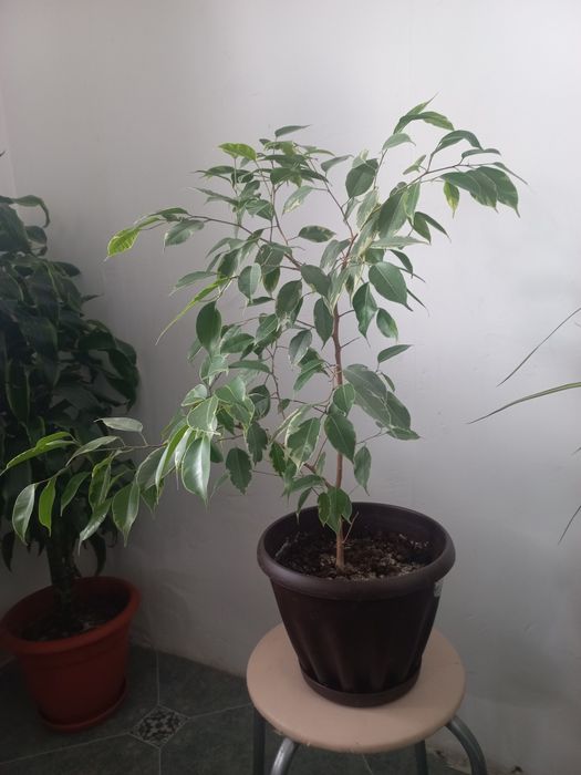 Комнатные цветы.