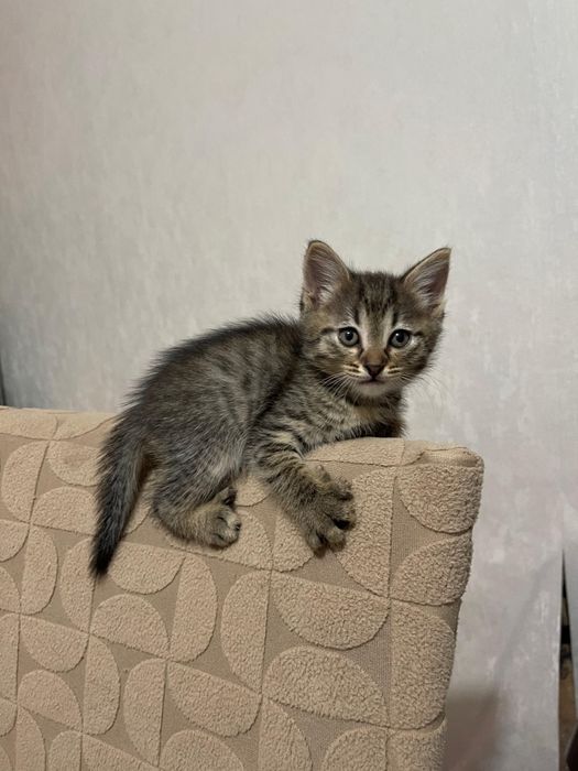 Отдам В добрые руки