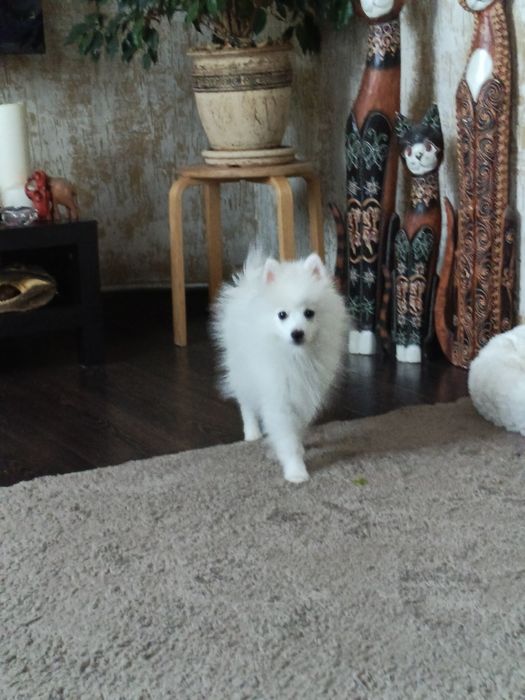Шпиц мальчик белоснежный