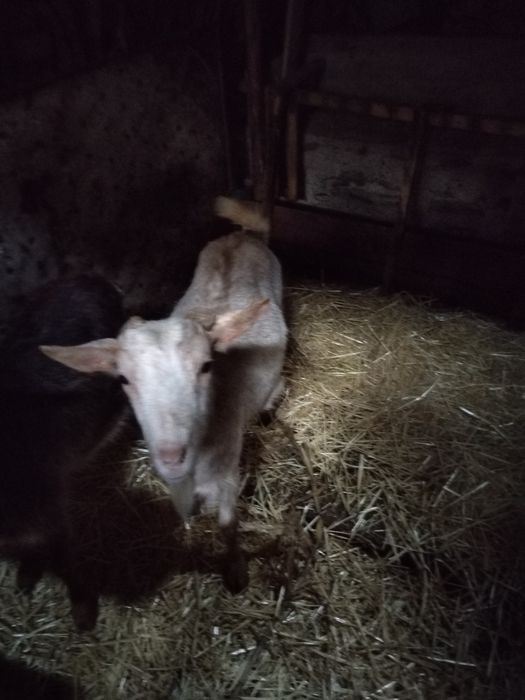 Vad  capre  sau le schimb cu oi