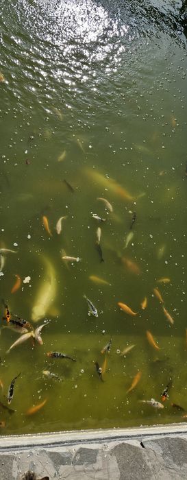 Мальки карпа Кои