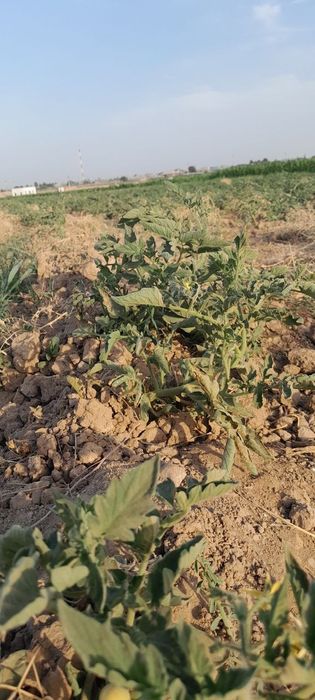 Dehqonchilik uchun tayyor yer — suvli, shahar yaqinida