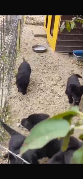 Ciobanesc german - Alsacian