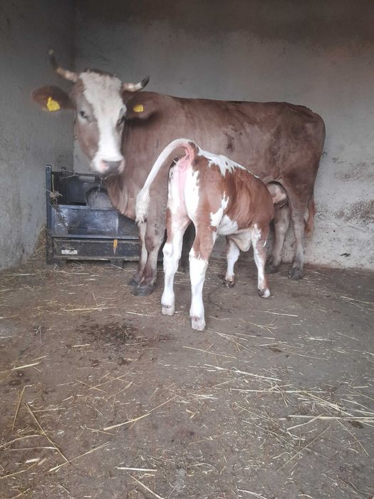 Vaca cu vitel de vanzare !
