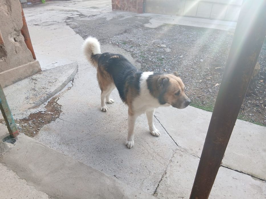 Продается алабай!