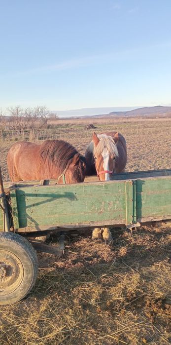 Vând 2 manzi tineri