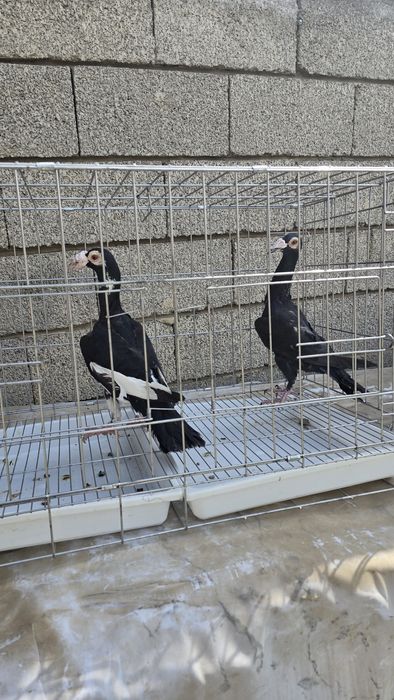 Голуби очень крупные