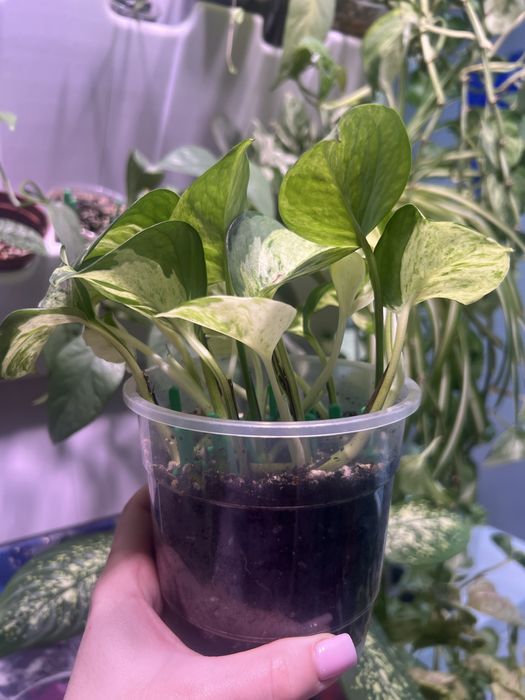 Эпипремнум Манжула, Себублю