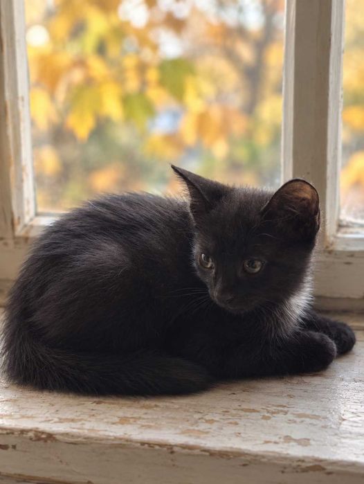 Милый чёрный котёнок-мальчик