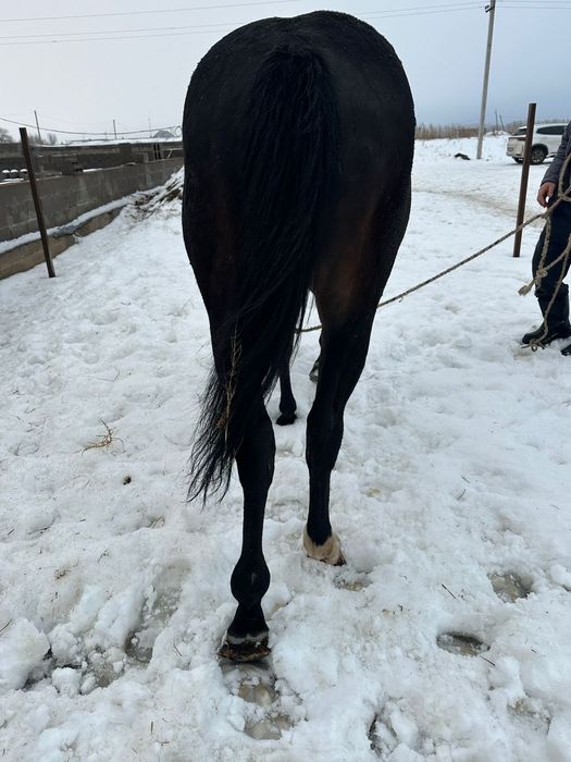 Продается чистокровный жеребец