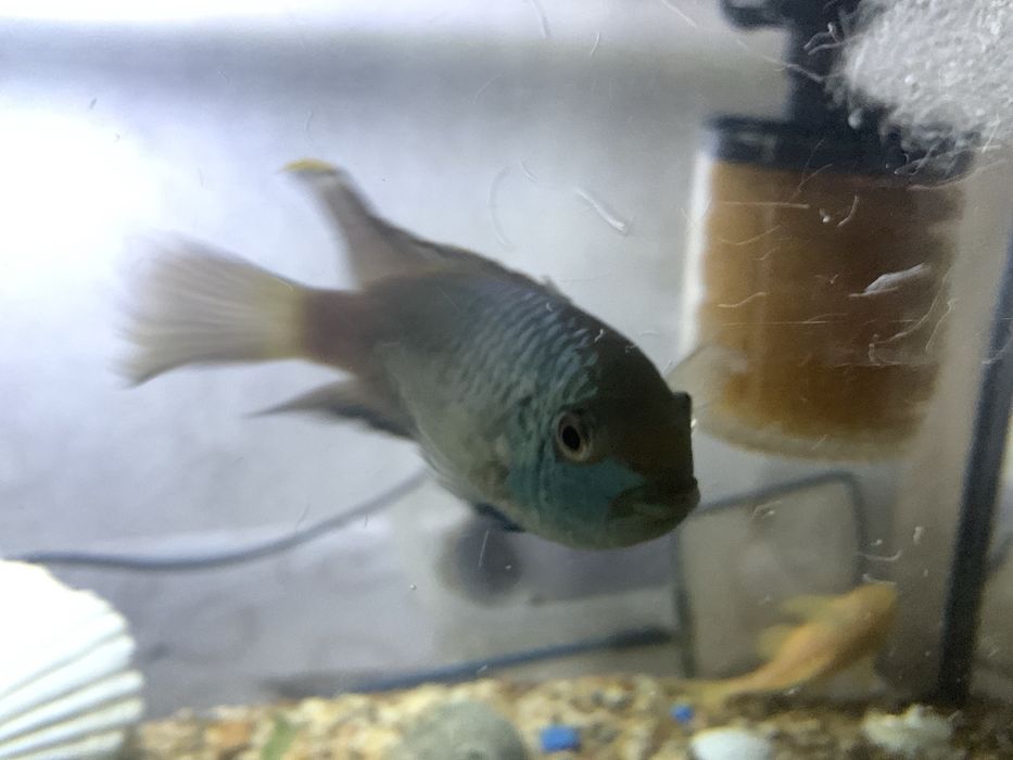 Продам акаариумных рыбок