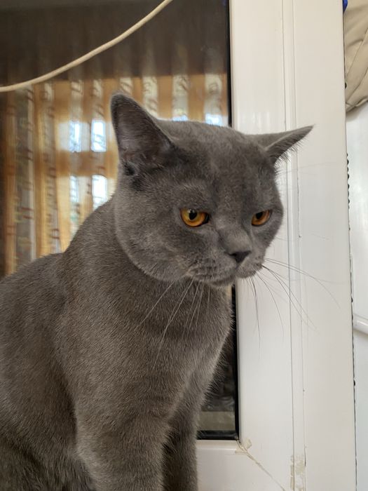 Вязка кошак, мушук чатиштириш