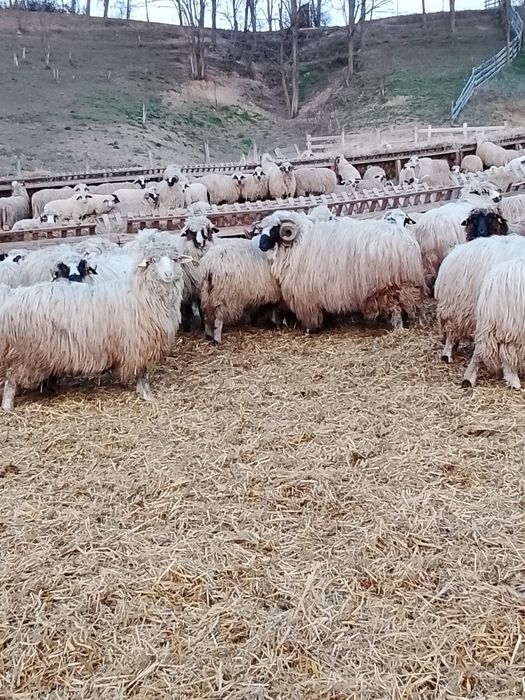 Vând 3 berbeci brezi