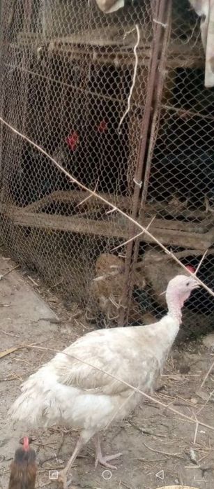 Izrailiskiy kurka tuxumlari sotiladi