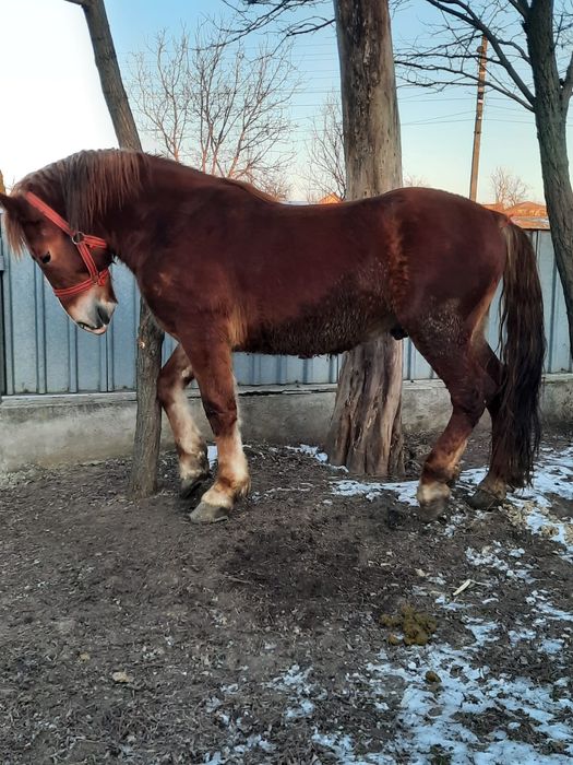 Vând mănz 2 ani și jumătate.