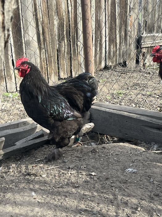 Петухи Брамы черной и куропатчатой