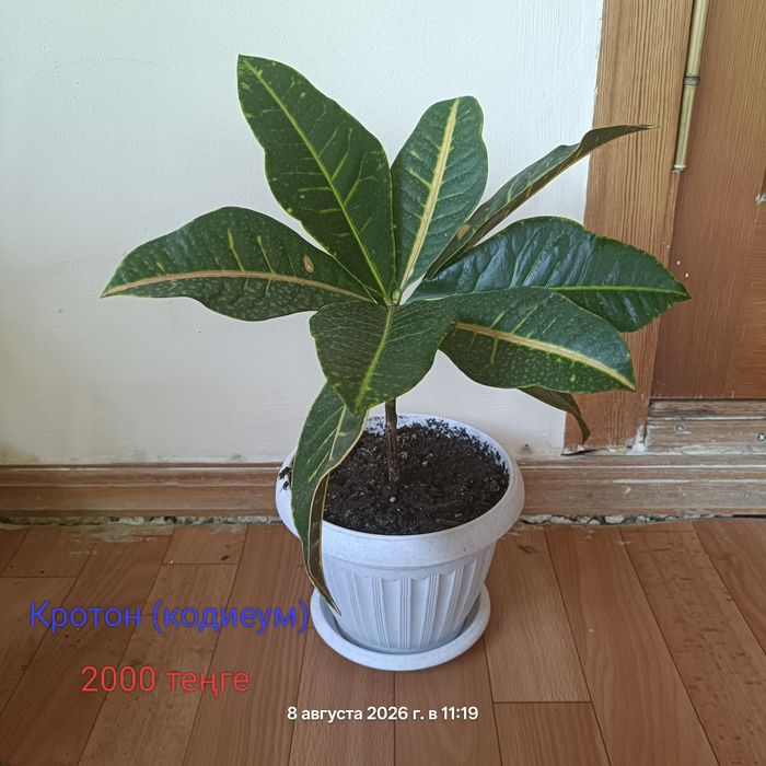 Продам комнатные цветы .