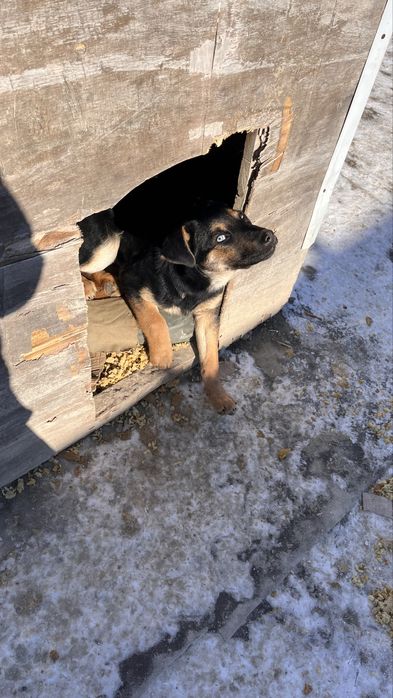 Щенок в добрые руки, девочка. Ұрғашы күшік