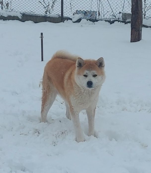 Akita inu japonez