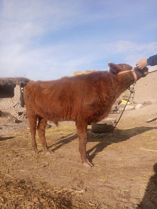 Хокиз сотилади ...