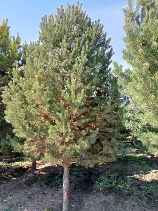 Сосны формированные