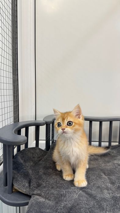 Pui de pisică British Shorthair, culoare golden, își caută o familie iubitoare.