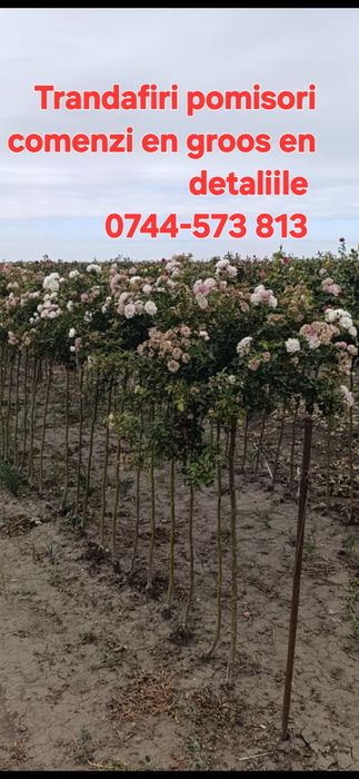 Nuci Chandler Paulownia Ciresi Alun  Mar Prun Aronia Kaki Rodiu Liliac