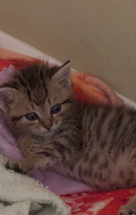 Котенок мальчки 1 месяц
