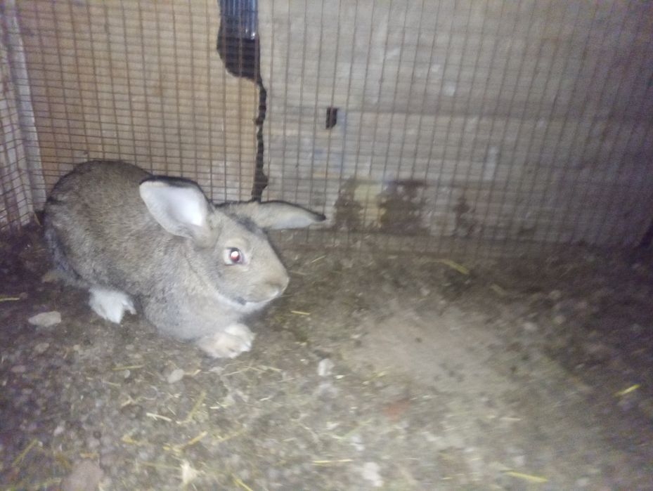 Қойан қойан қойан