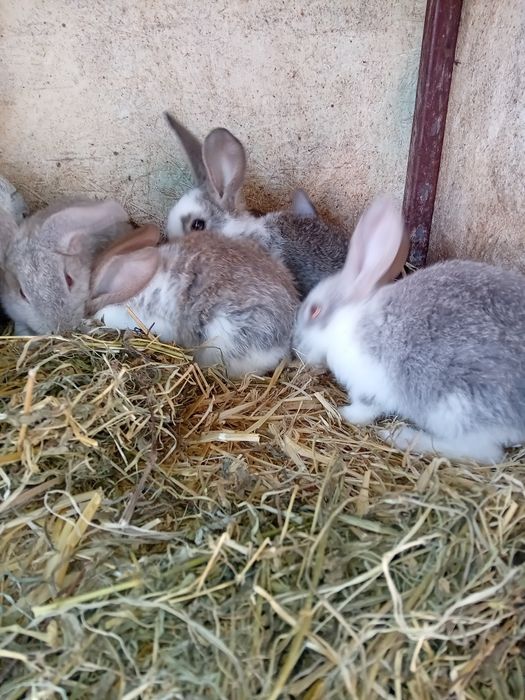 Iepuri, varsta 2 luni