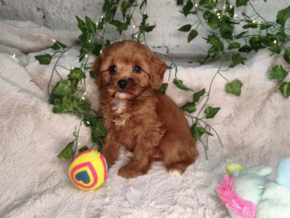 Vand baietel Cavapoo f1 rosu