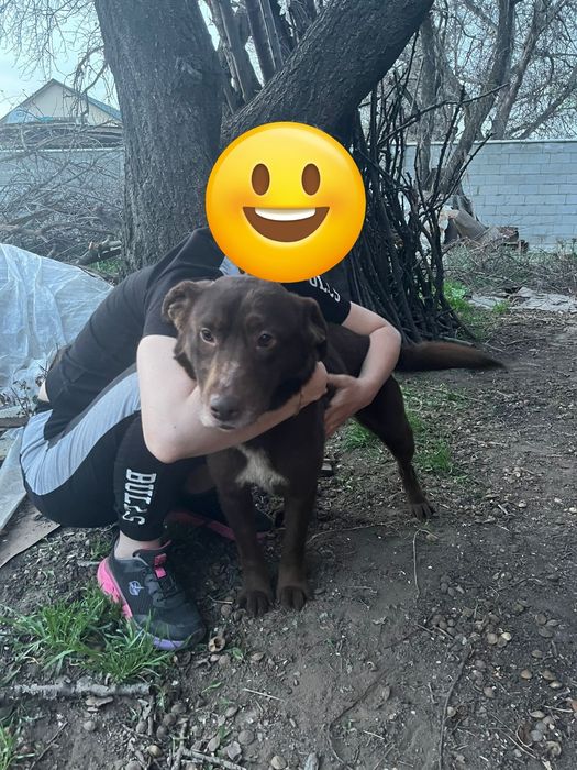 Хаска и лабрадор