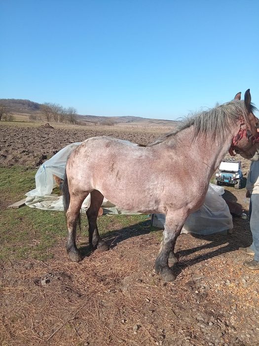 Vând iapă de 6 ani