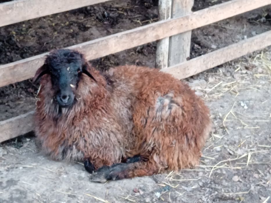 Токты, баран, кой