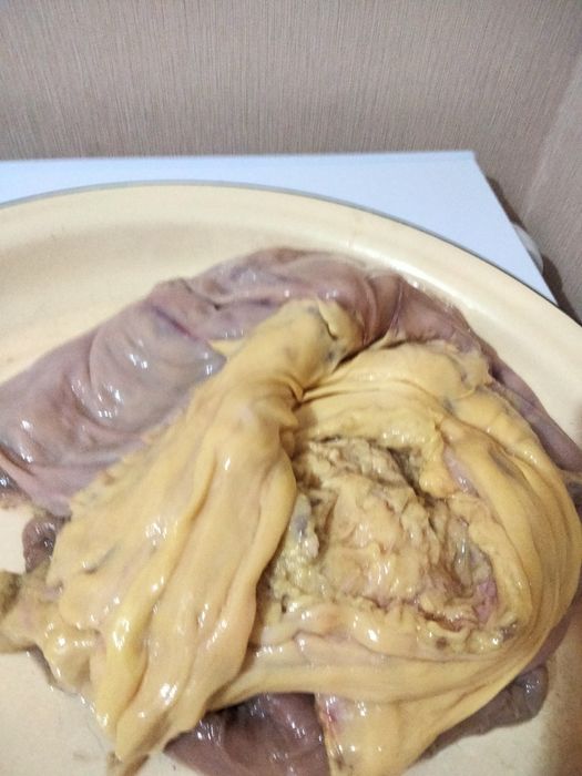 Жирный конский карын.