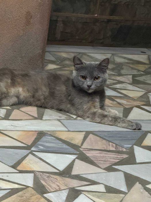 Пристраивается кошечка