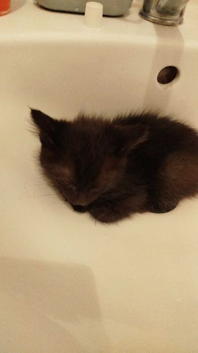 Кошка домашняя чёрная