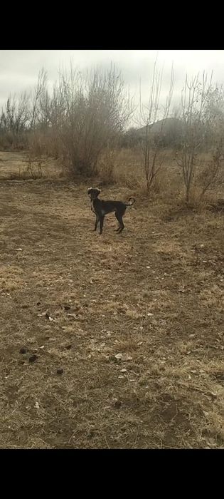 Тазы ит сатылады