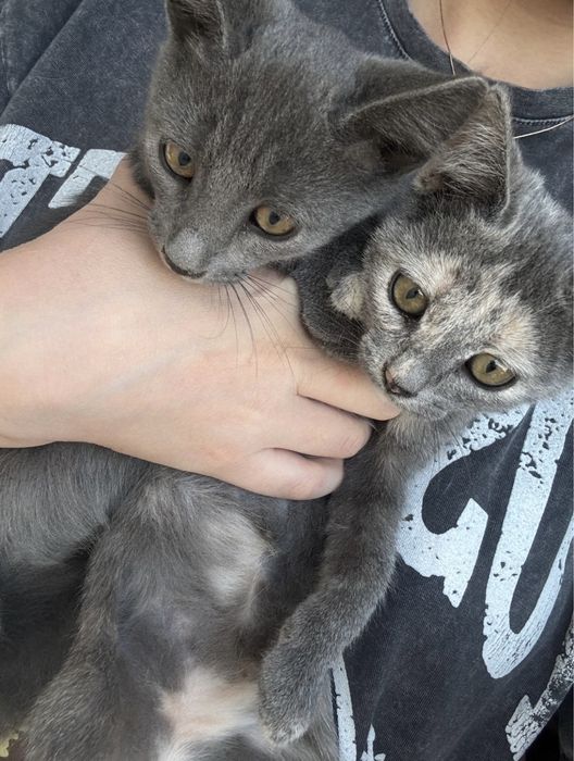 Котята в добрые руки!