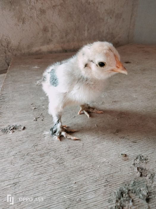 Продам цыплят японский карлик