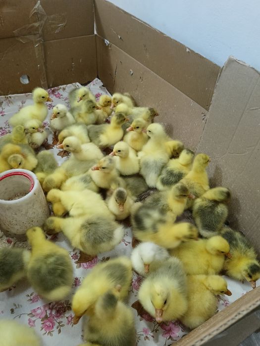 Продам  гусат линда