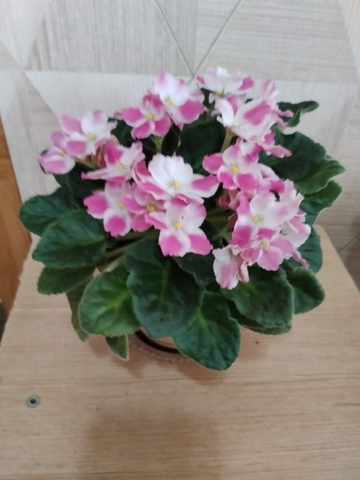 Комнатные цветы продам