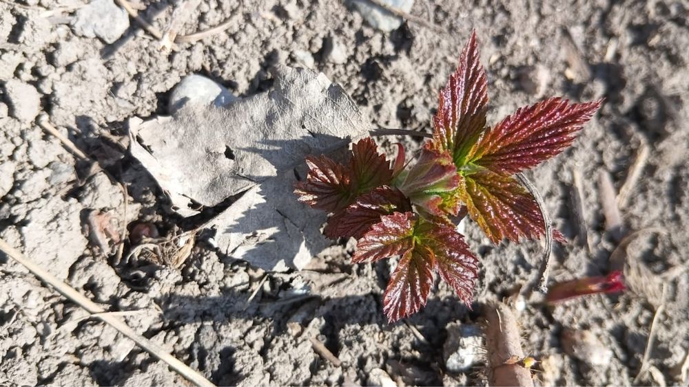 Саженцы малины «Полька»