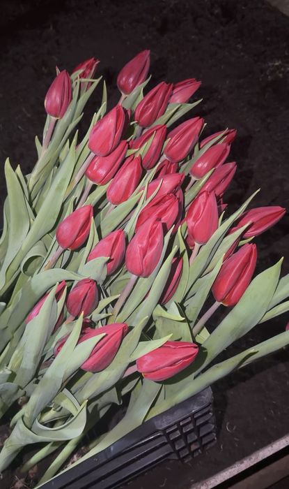 Тюльпаны Алматы-Выгодные цены!