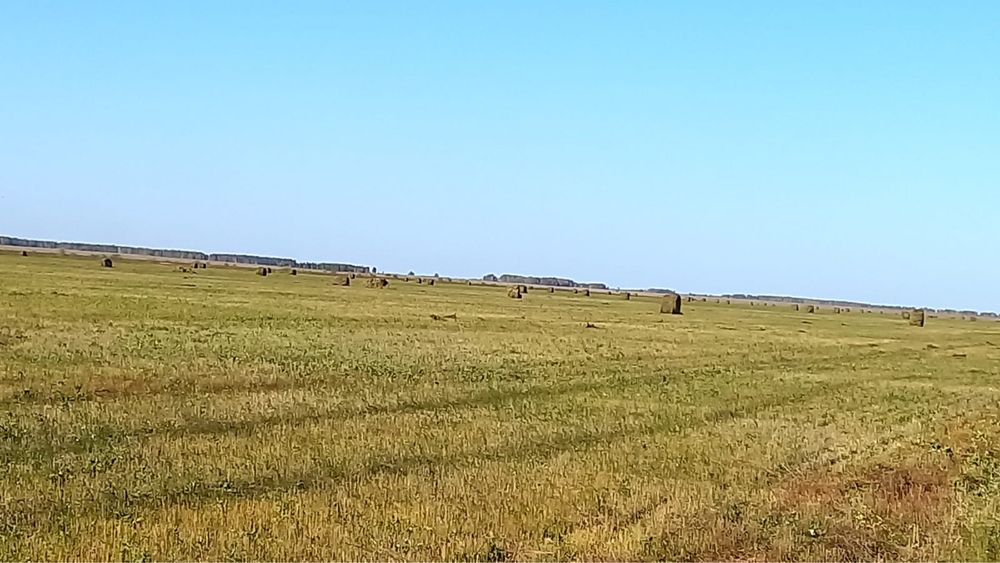 Продам льняную солому с поля
